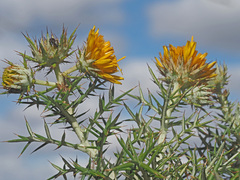 Berkheya cardopatifolia