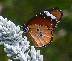Danaus chrysippus orientis