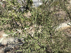 Cotoneaster pannosus