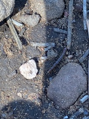 Lithobiomorpha