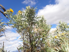Berkheya cardopatifolia