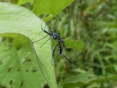 Toxorhynchites moctezuma