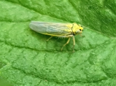 Cicadula