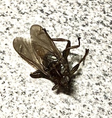 Hippoboscidae
