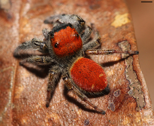 Whitman's Jumping Spider