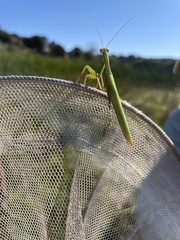 Mantis