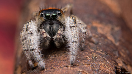 Whitman's Jumping Spider