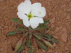 Oenothera albicaulis
