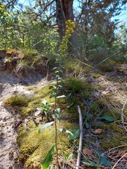 Solidago hispida huronensis