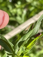 Galerucella calmariensis