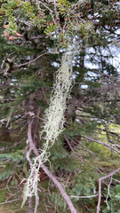 Usnea longissima