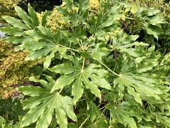 Fatsia