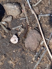 Lithobiomorpha