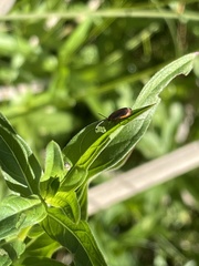 Galerucella calmariensis