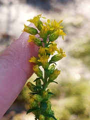 Solidago hispida huronensis