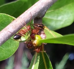 Camponotus floridanus