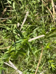 Galerucella calmariensis