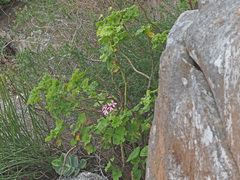 Pelargonium zonale