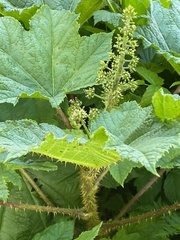 Salix arctica