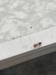 Crematogaster laeviuscula