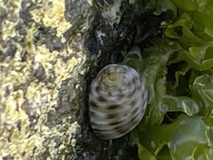 Nerita plicata