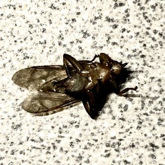 Hippoboscidae