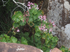 Pelargonium zonale