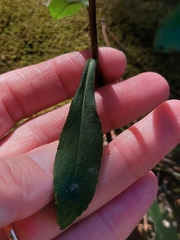 Solidago hispida huronensis