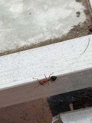 Crematogaster laeviuscula