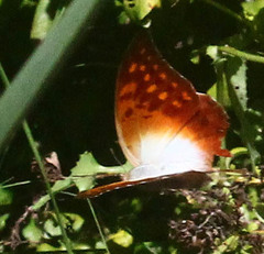 Charaxes varanes