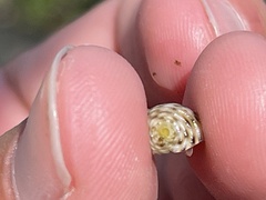 Nerita plicata