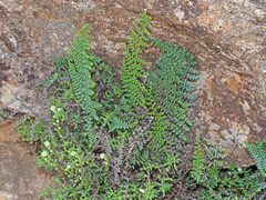 Cheilanthes induta