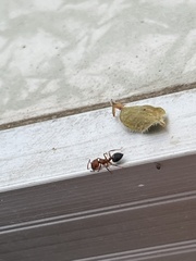 Crematogaster laeviuscula