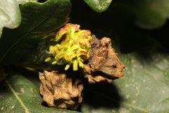 Andricus grossulariae