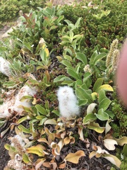Salix arctica