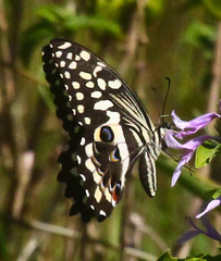 Papilio demodocus demodocus