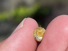 Nerita plicata