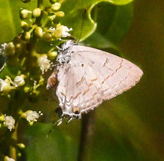 Hypolycaena philippus