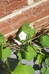 Ipomoea lacunosa