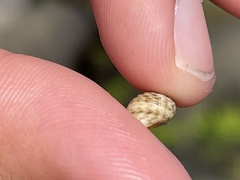 Nerita plicata