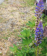 Salix arctica