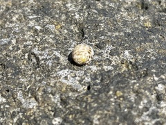 Nerita plicata