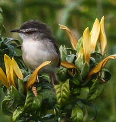 Prinia subflava