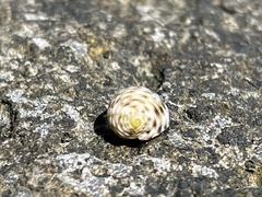 Nerita plicata
