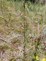 Liatris cylindracea