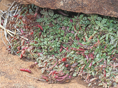 Crassula exilis cooperi