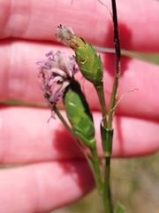 Liatris cylindracea