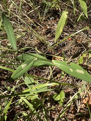 Symphyotrichinae