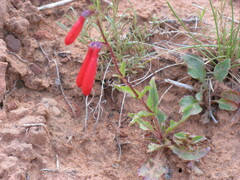 Penstemon eatonii