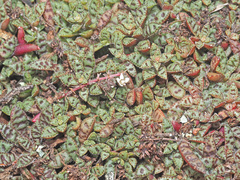 Crassula exilis cooperi